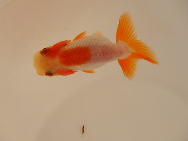 犬伏系　当歳　チビ魚_f0334143_9141290.jpg