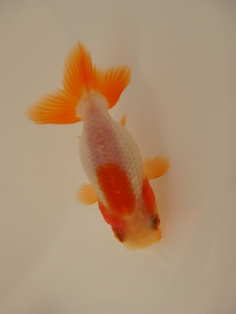 犬伏系　当歳　チビ魚_f0334143_9143060.jpg