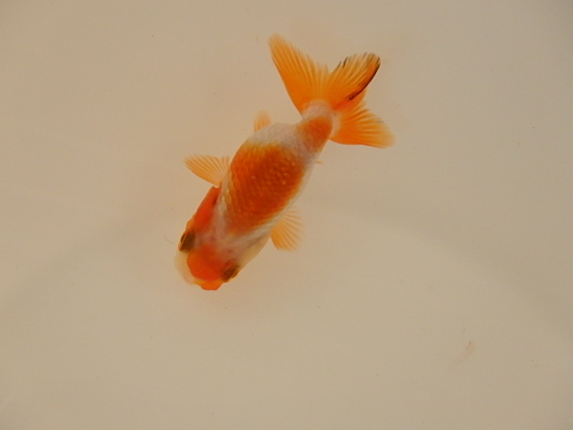 犬伏系　当歳　チビ魚_f0334143_9165278.jpg