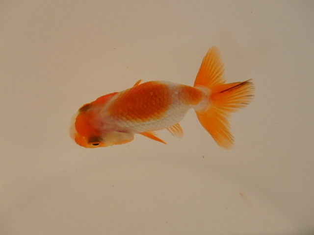 犬伏系　当歳　チビ魚_f0334143_917240.jpg