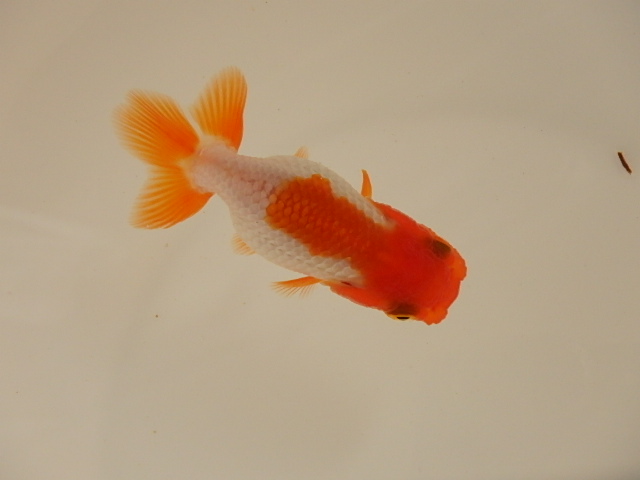 犬伏系　当歳　チビ魚_f0334143_9172745.jpg