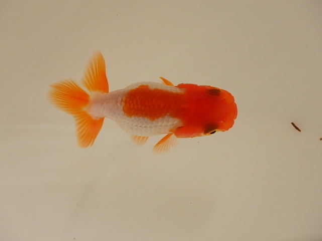 犬伏系　当歳　チビ魚_f0334143_9173555.jpg