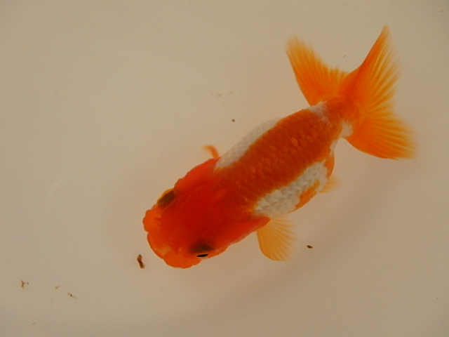 犬伏系　当歳　チビ魚_f0334143_9174999.jpg