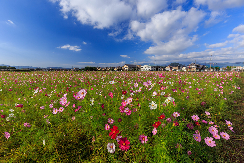コスモス畑の朝（藤原宮跡）_f0155048_21455746.jpg