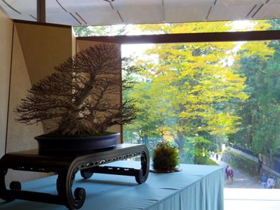 日光東照宮での盆栽展 : こもれび 日光東照宮での盆栽展 : こもれび