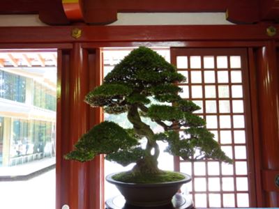 日光東照宮での盆栽展 : こもれび