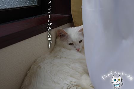 ミミちゃん 八月十四日_e0031853_144589.jpg