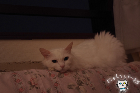 ミミちゃん 八月十五日_e0031853_14877.jpg