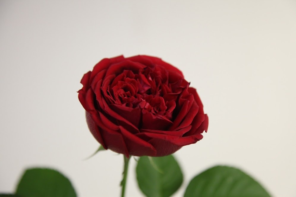 メイアンの切りバラ ロゼット咲き２種 バラの香り 4 Seasons