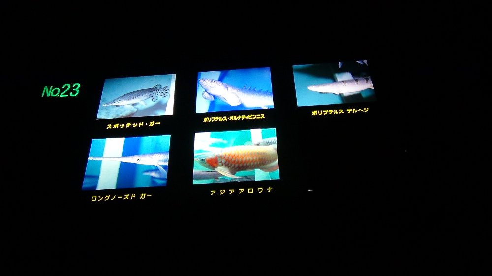 上越市水族館の魚２－動画！_e0065084_1735351.jpg