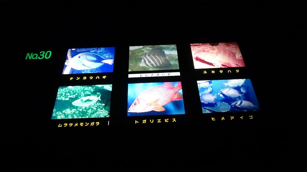 上越市水族館の魚２－動画！_e0065084_17355024.jpg