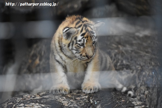 ２０１５年８月　周南市徳山動物園　その２ ３つ子トラっ仔初めまして_a0052986_014749.jpg