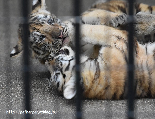 ２０１５年８月　周南市徳山動物園　その２ ３つ子トラっ仔初めまして_a0052986_022454.jpg