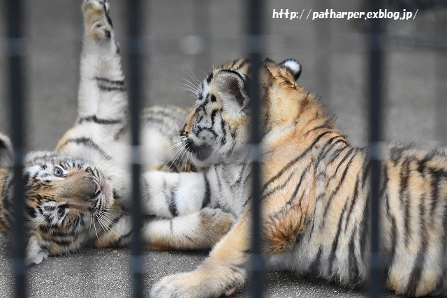 ２０１５年８月　周南市徳山動物園　その２ ３つ子トラっ仔初めまして_a0052986_024834.jpg