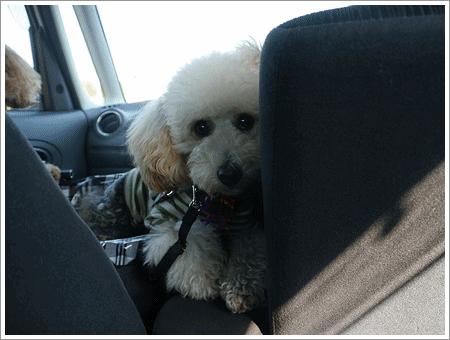 b0175688_23363617.gif