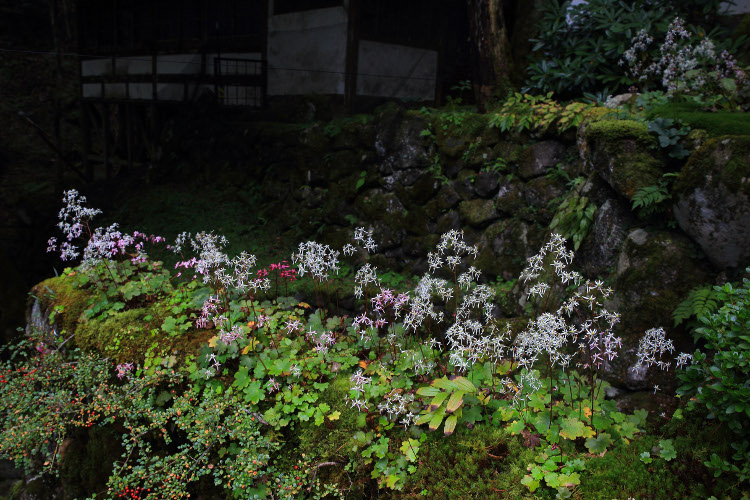 古知谷 阿弥陀寺_e0051888_11303728.jpg