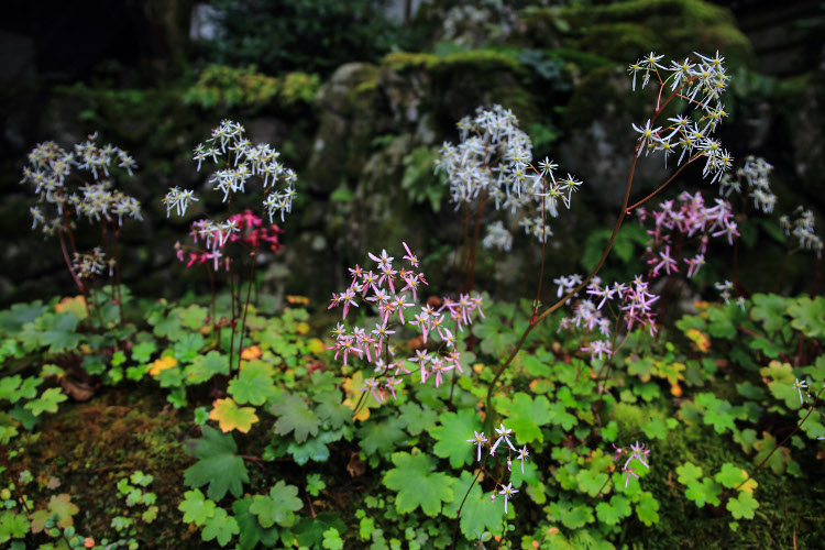古知谷 阿弥陀寺_e0051888_1131015.jpg