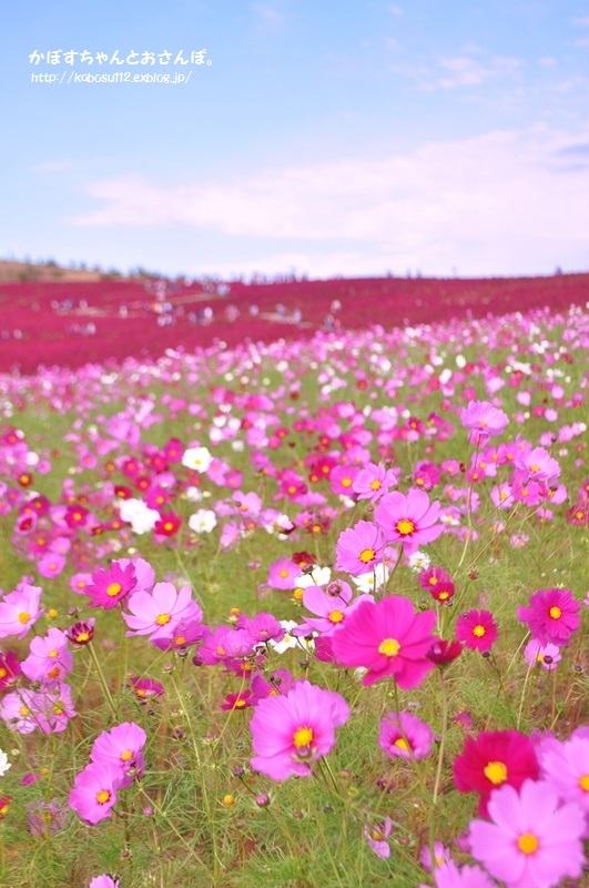 真っ赤なもふもふ_a0126590_22312533.jpg