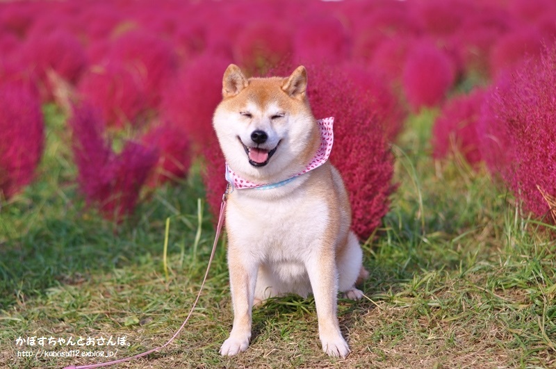 真っ赤なもふもふ_a0126590_22345168.jpg