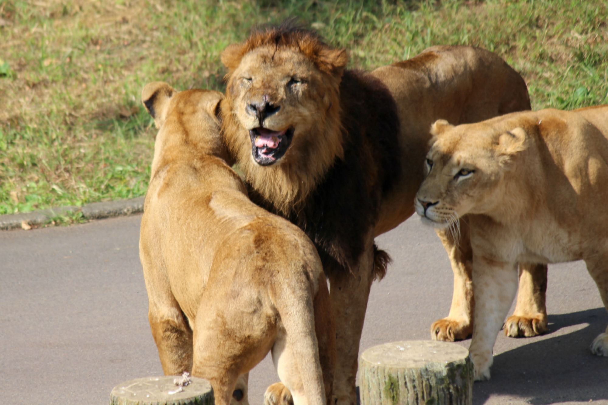 多摩動物園のライオン親子 Buono Buono