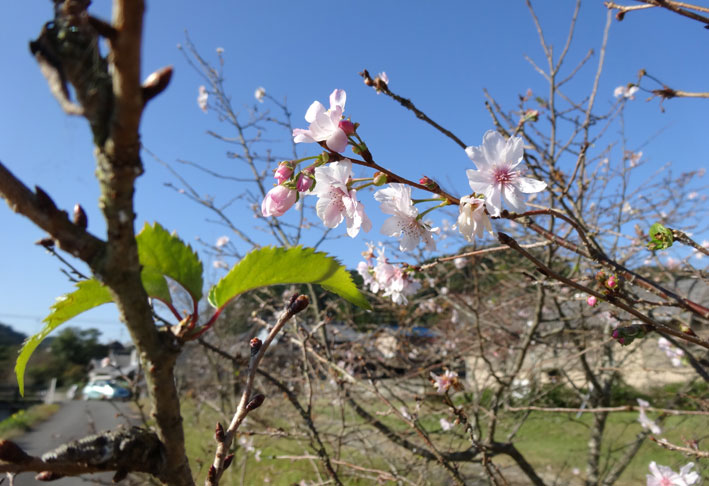 今年も秋の桜が咲きました。_b0145296_933921.jpg