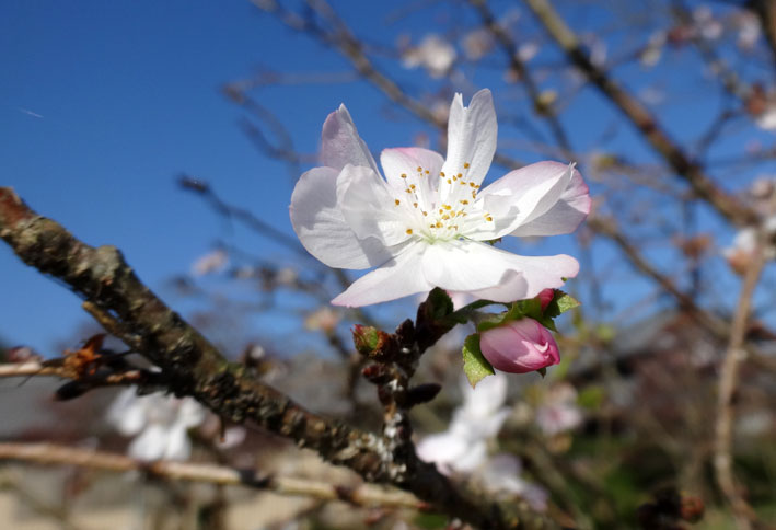 今年も秋の桜が咲きました。_b0145296_94040.jpg