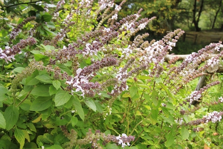 寒さに強いと言われるバジルの仲間 神戸布引ハーブ園 ハーブガイド ハーブ花ごよみ