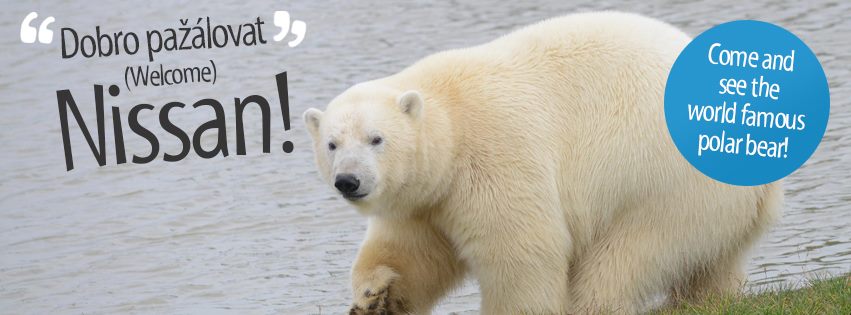 イギリスのヨークシャー野生動物公園のニッサンが飼育展示場に登場 ～ 欧州のホッキョクグマ界の水面下_a0151913_071259.jpg