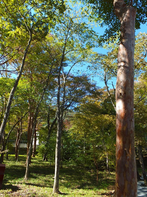 ショートトリップ箱根～美術館裏の森の中へ - 施基彩々