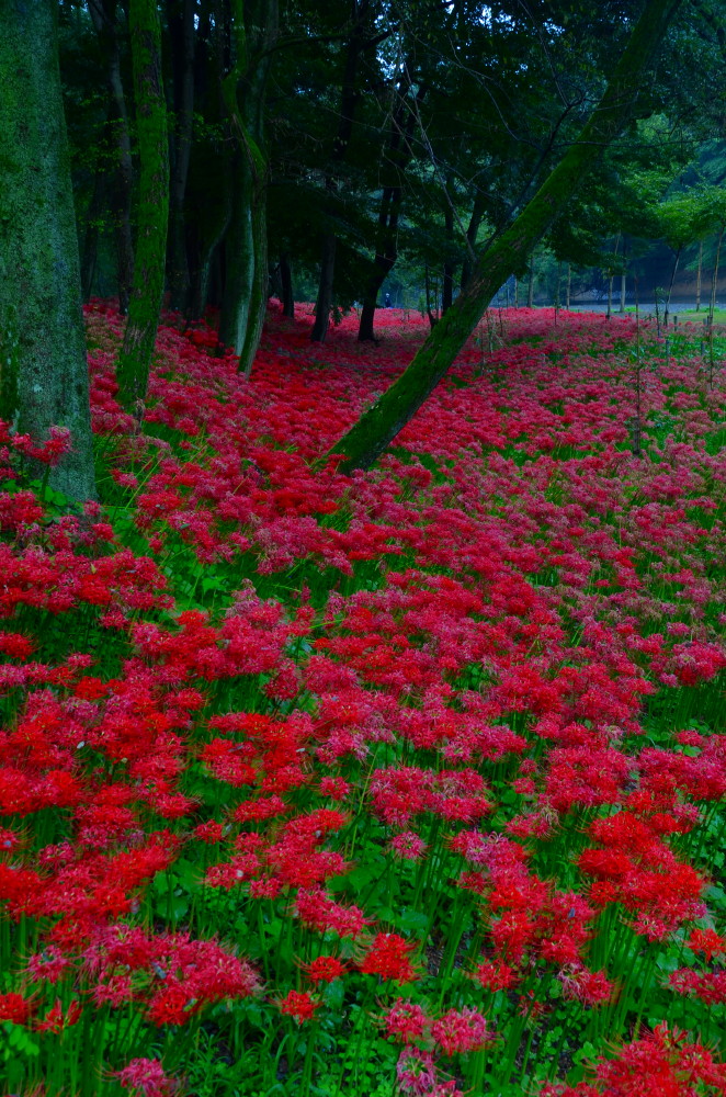 曼珠沙華　巾着田　Ⅱ_a0287533_2058682.jpg