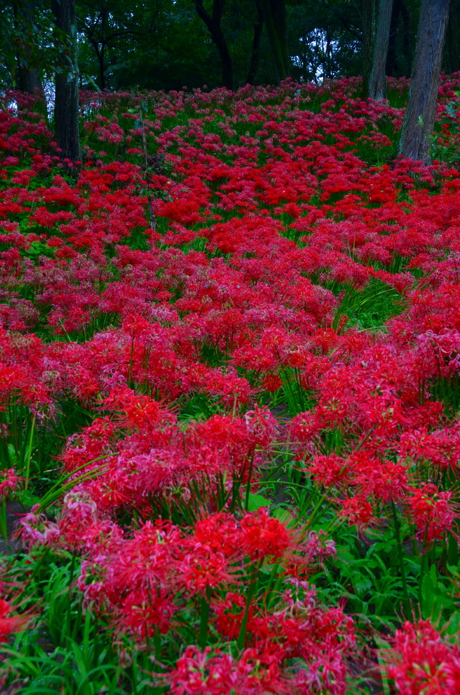 曼珠沙華　巾着田　Ⅱ_a0287533_2102122.jpg