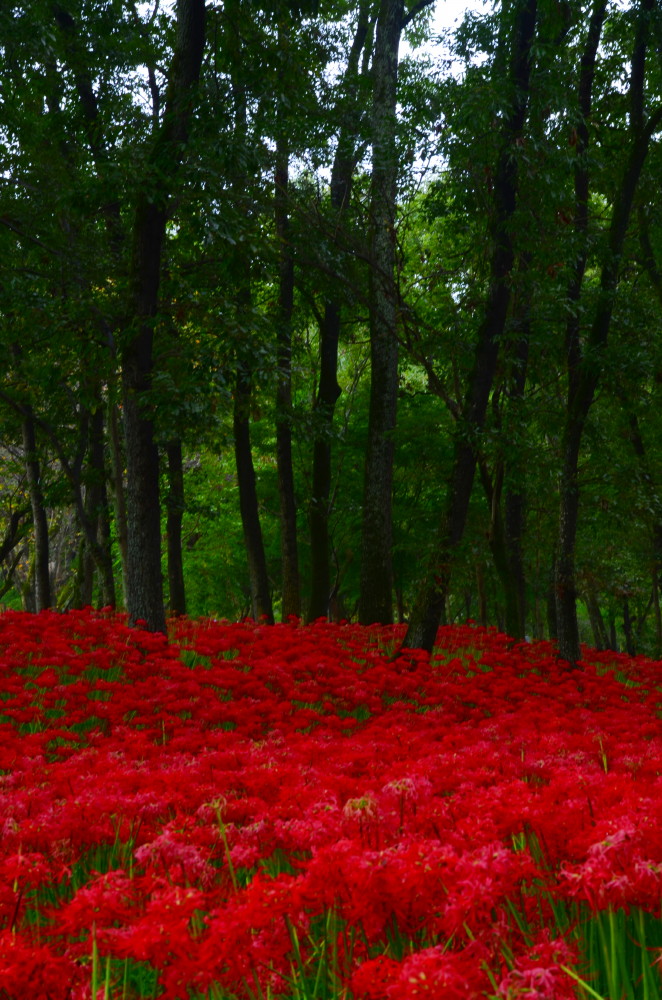 曼珠沙華　巾着田　Ⅱ_a0287533_211377.jpg