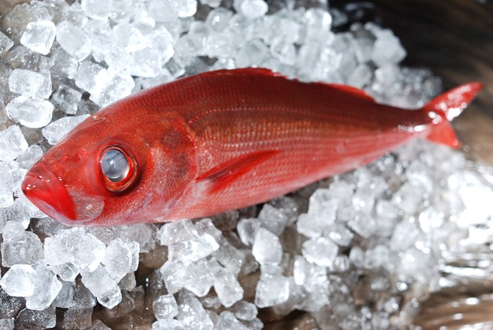 葉血引 ハチビキ 赤鯖 アカサバと呼んでいます 魚屋三代目日記