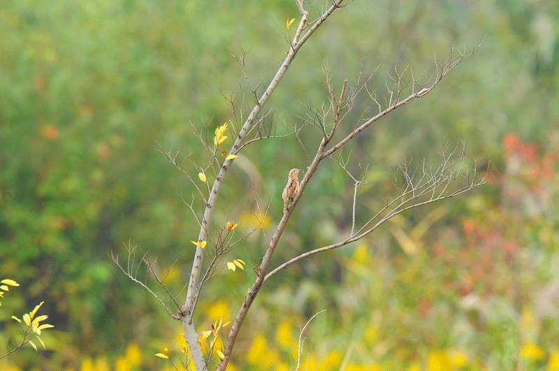 d0290240_13560010.gif