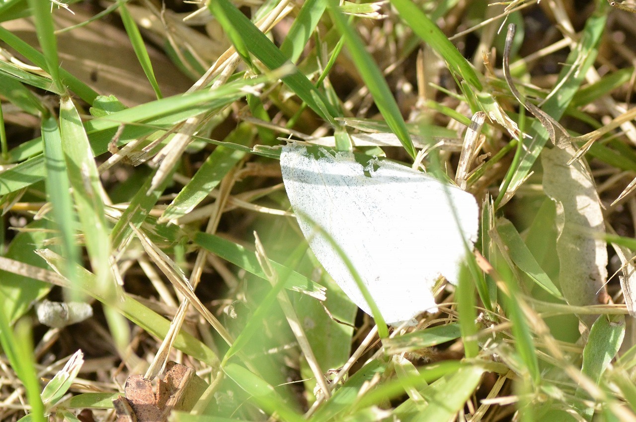 捕食されたモンシロチョウ 堺のチョウ 捕食されたモンシロチョウ 堺のチョウ