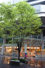 結婚式の前日に「婚約解消!?5年生存率には負けない!」_e0080345_7415832.jpg