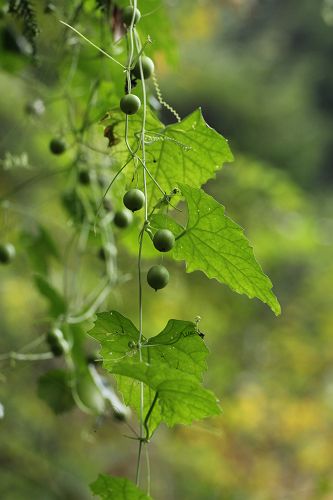 オオツヅラフジ 花とみどりの四季 撮影メモ