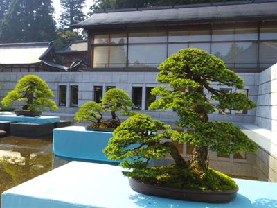 日光東照宮での盆栽展 : こもれび