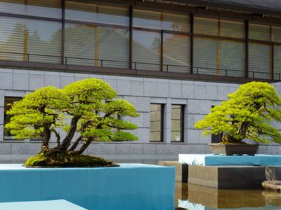 日光東照宮での盆栽展 : こもれび 日光東照宮での盆栽展 : こもれび