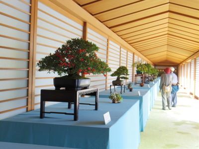 日光東照宮での盆栽展 : こもれび 日光東照宮での盆栽展 : こもれび