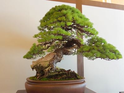 日光東照宮での盆栽展 : こもれび