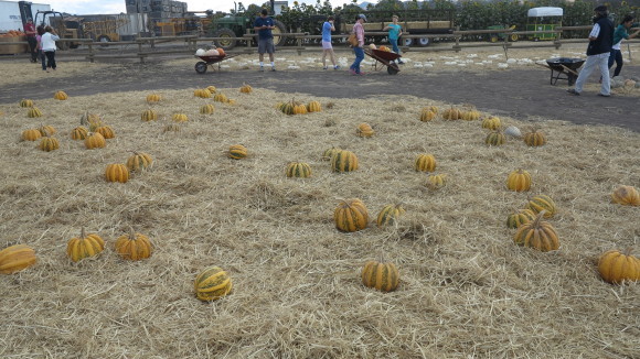 Spina Farms Pumpkin Patch＠San Jose_c0355451_14031876.jpg