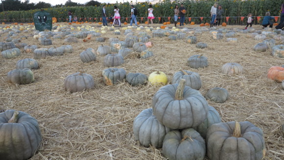 Spina Farms Pumpkin Patch＠San Jose_c0355451_14040257.jpg