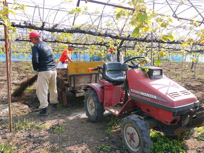 熊本ぶどう 社方園 適地適作とお礼肥え(元肥) 鹿本農業高校から実習生が来ました!!その1_a0254656_17235615.jpg