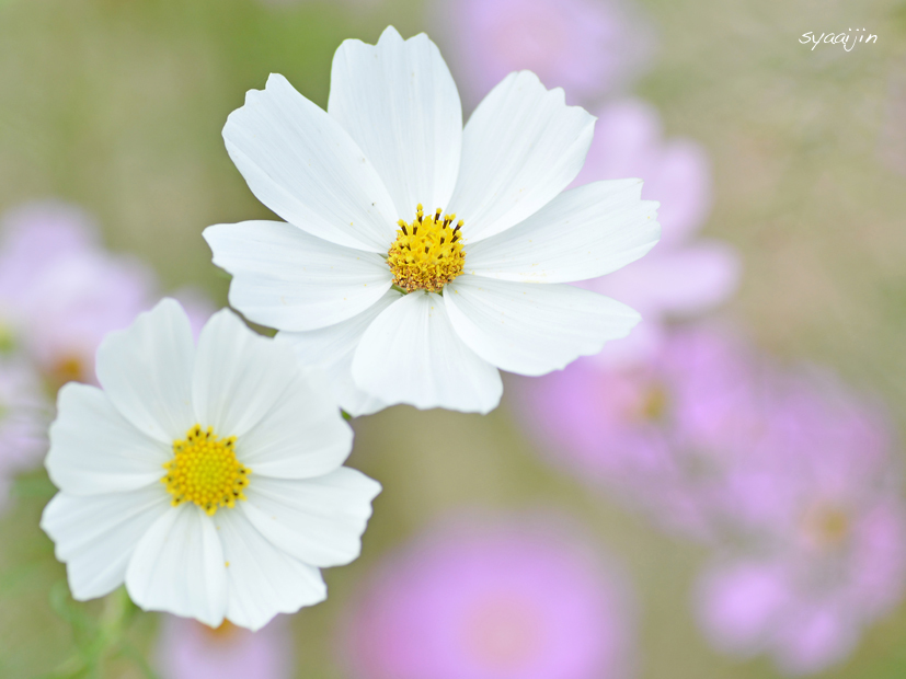 無料花摘み大会『くりはま花の国』2015_d0251161_17134175.jpg