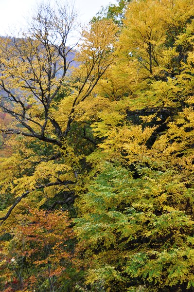 2015年１０月西会津柳津西山温泉～南会津木賊温泉_f0164061_22281416.jpg