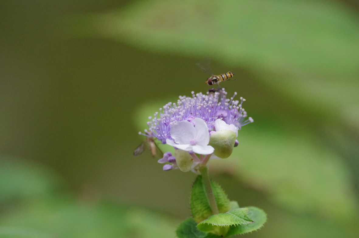 そして山茶花へ_b0301570_20154277.jpg