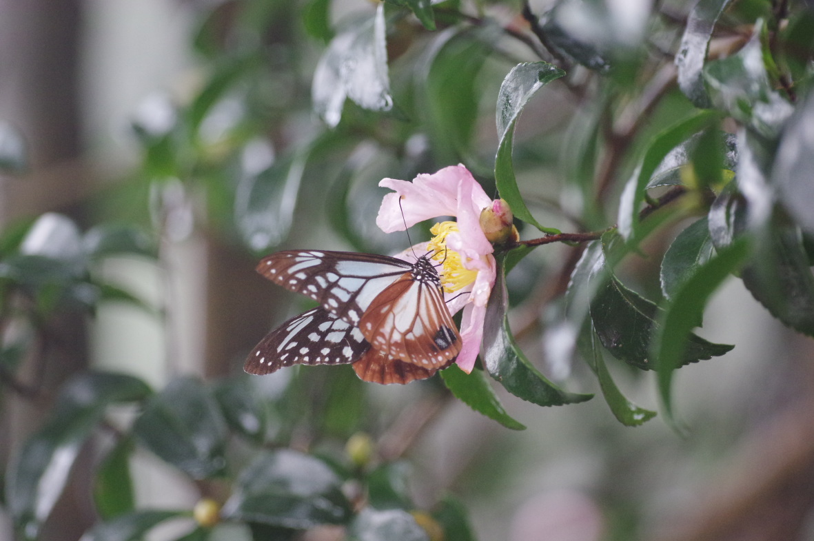 そして山茶花へ_b0301570_20174628.jpg