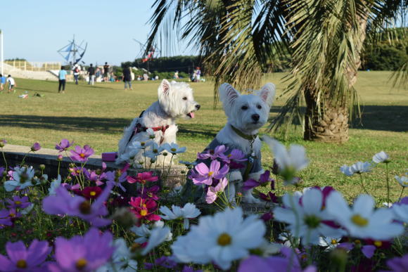 ♪ ダニエル 辻堂海浜公園も秋の気配～(^。^)y-.。o○ ♪_b0242873_12295592.jpg