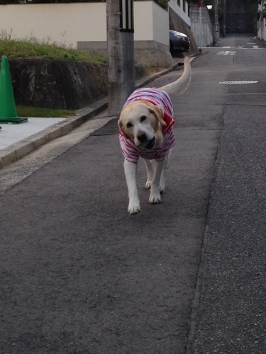 f0315081_17312584.jpeg